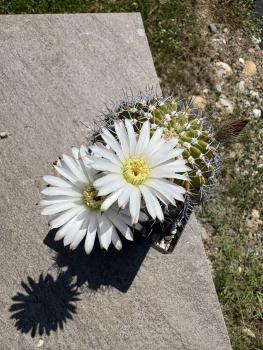 Acanthocalycium klimpelianum